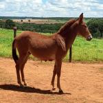 LOTE 006 - MALBEC
