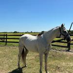 LOTE 009 - HIGH BELLA MG2