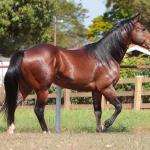LOTE -300 - BRUBAKER TA FAME - Coberturas