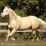 LOTE 007 - WHITE IN EXCESS DAN