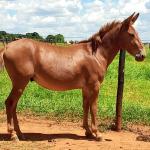 LOTE 017 - APACHE
