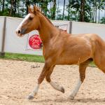 LOTE 016 - CALIBRE ESM DA PPMP