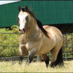 LOTE 012 - JUST IN HOLLYGUN QR