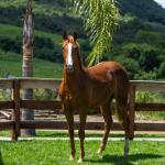 LOTE 011 - ROYAL ETERNALY BLUE