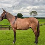 LOTE 007 - HORACIO