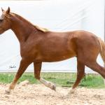 LOTE 018 - FANTASMA ESM DA PPMP
