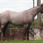 LOTE 001 - INFINITA DA FLORESTA