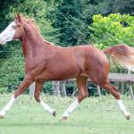 LOTE 003 - GUN MJ BOY Z