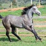LOTE 007 - ALMA BEST GUN
