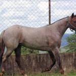 LOTE 001 - INFINITA DA FLORESTA