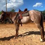 LOTE 011 - CORONEL DOC PLAYBOY