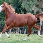 LOTE 003 - GUN MJ BOY Z