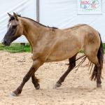 LOTE 011 - ATREVIDO ESM DA PPMP