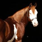 LOTE -200 - SMART CHIC DUNIT (Coberturas)