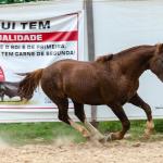 LOTE 017 - ENCANTADOR ESM DA PPMP