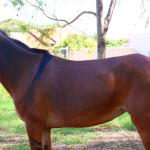 LOTE 015 - COLINA