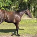 LOTE 006 - REY QUESTION