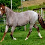 LOTE 002 - POP REY STAR MIME