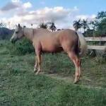 LOTE 012 - YELLOW HEAVENS DOC