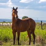 LOTE 004 - GUAPA PEPPY SAN