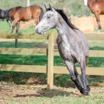 LOTE 007 - ALMA BEST GUN