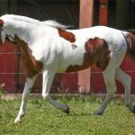 LOTE 017 - LEASE CANNONAZE RS - TE