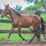 LOTE 023 - MAXIMUS MSM