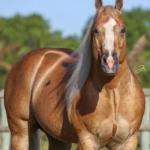 LOTE 001 - EMBRIÃO A EFETIVAR (BIG SHINER x ILP NEGRA FURACÃO)