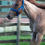 LOTE 009 - PRINCESS JAY KEYS