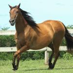 LOTE 007 - PLAY DONNA DOC JA