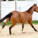 LOTE 014 - BONECA ESM DA PPMP
