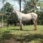 LOTE 016 - PEPITA TROUBLE JAY