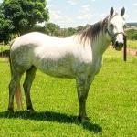 LOTE 001 - PEP GRAY DUAL