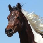 LOTE 005 - ZAN CODY CIELO YBJ