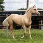 LOTE 012 - MARECHAL WHIZ