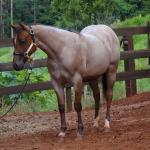 LOTE 018 - PEROLA MISTERCAT CDA