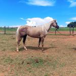 LOTE 003 - JENNY FRENCHMANS JAY