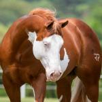 LOTE 006 - POP SUPER GUNNER