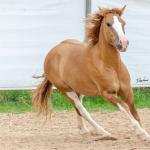 LOTE 015 - APACHE ESM DA PPMP