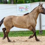LOTE 011 - ATREVIDO ESM DA PPMP