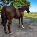 LOTE 008 - DYNA ROOSTER