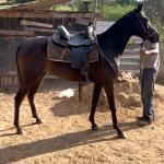 LOTE 001 - EMBRIÃO A EFETIVAR (BIG SHINER x ILP NEGRA FURACÃO)