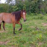 LOTE 019 - CANÁRIO DOS IPÊS