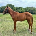 LOTE 007 - REY MAGIC ABRA CI