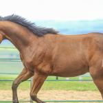 LOTE 029 - TORNADO ONE GUN