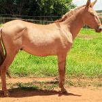 LOTE 018 - MARLBORO