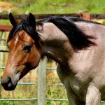 LOTE 001 - HULK REY STAR MIME