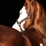 LOTE -200 - SMART CHIC DUNIT (Coberturas)