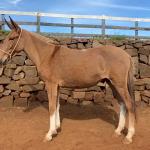 LOTE 004 - MINEIRO DA EAS