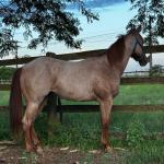 LOTE 009 - PRINCESS JAY KEYS